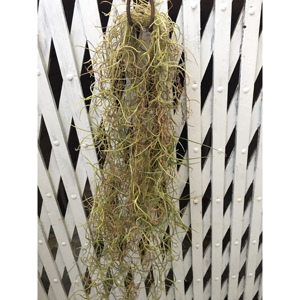 小茴香工作室 粗捲綠葉型 松蘿 松羅 空氣鳳梨 懶人植物 免盆土免施肥 觀葉植物