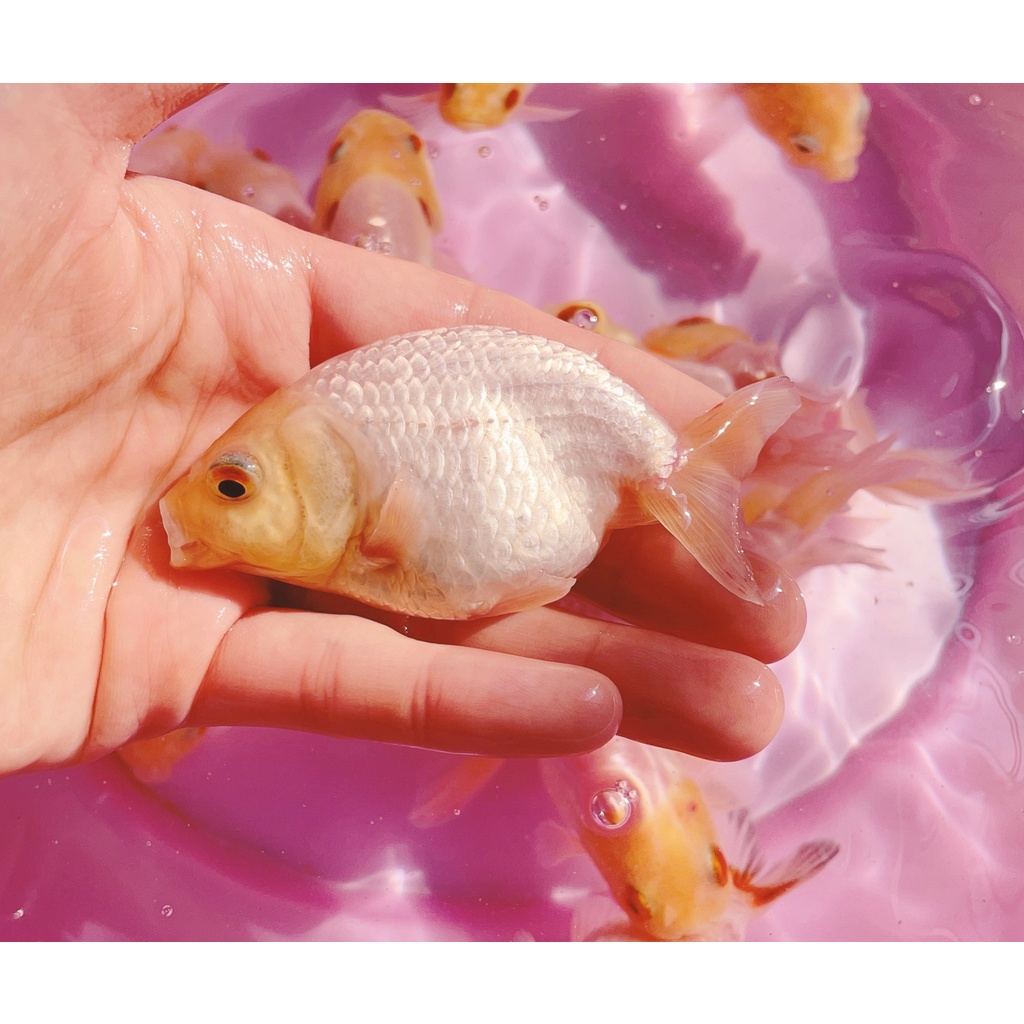 金魚精品蘭壽8 9cm 全紅壽紅白壽 蝦皮購物