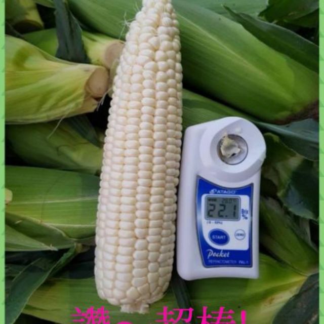白龍王 北海道 水果玉米 非基改 無毒農法 友善環境 大量批發 團購 自產自銷 產地直銷 全年都有種植 牛奶玉米