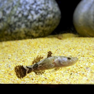 淡水魚 優惠推薦 22年8月 蝦皮購物台灣