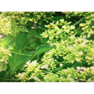 花梨木精油(二)30ml-精油瓶分裝罐 臺灣廠商