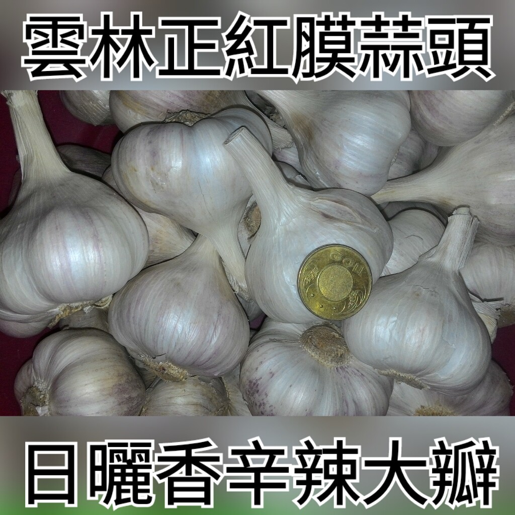 大蒜喜阴还是喜阳光的植物 植物说