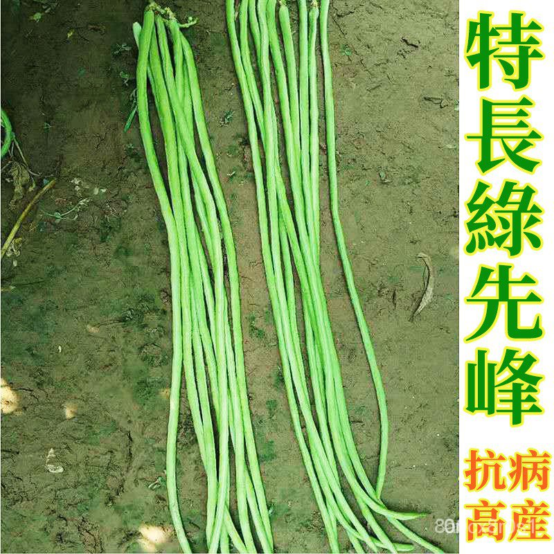 特長豆角種子 四季豆種子蔬菜種子輕豆角種子長達1-1.2米瓜果種子 PJCy