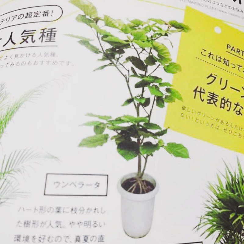 歐日ig當紅室內植物 日本進口園藝種大葉多分枝型ficus Umbellata 愛心榕 蝦皮購物
