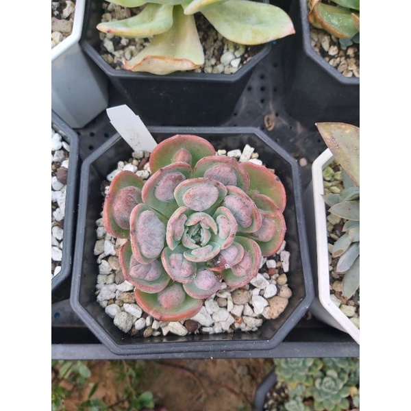 暫售 多肉植物七福神雨滴五吋 有傷 蝦皮購物