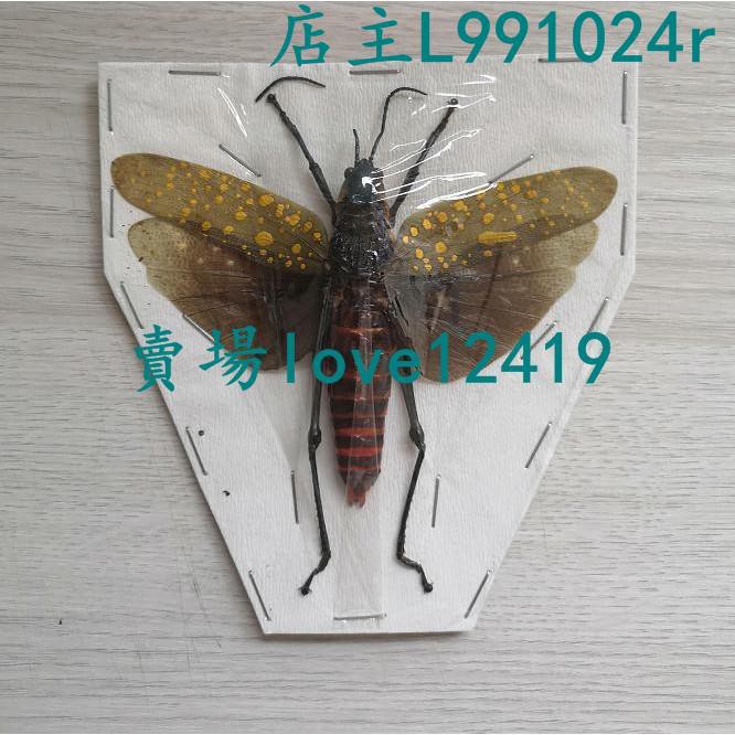 新款 蝗蟲標本昆蟲標本黃星蝗蟲標本aularches Punctatus已展翅標本79 蝦皮購物