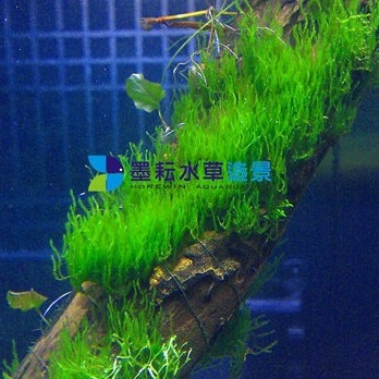墨耘水草 聖誕莫絲 火焰莫絲 水中葉 散裝 75 鐵片 50 石片 35 耐熱不需co2 前景水族 蝦皮購物