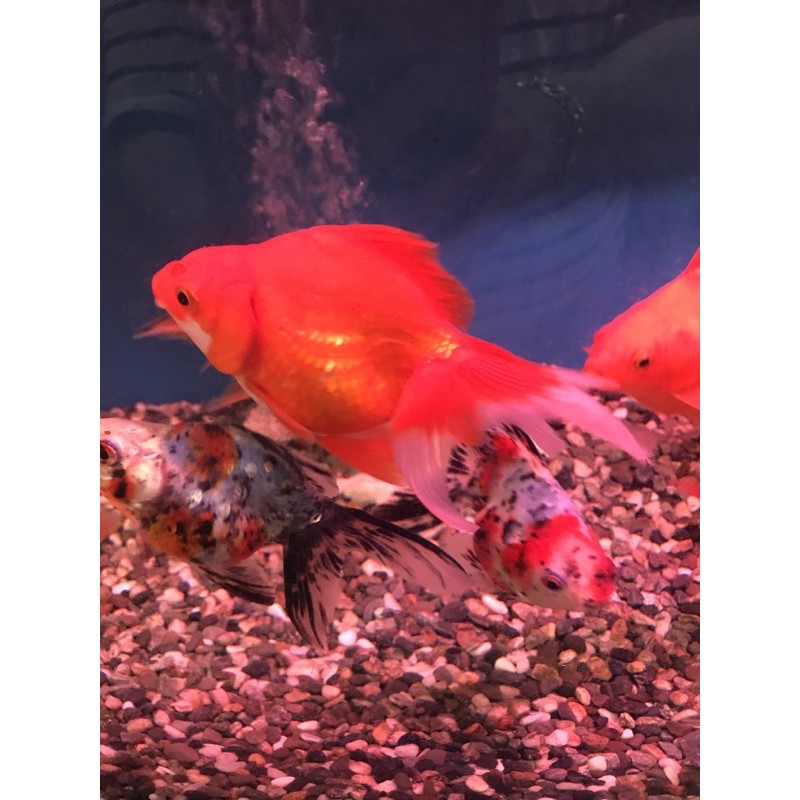 招財魚日本研發琉金金魚全部特價190元13 15公分 蝦皮購物