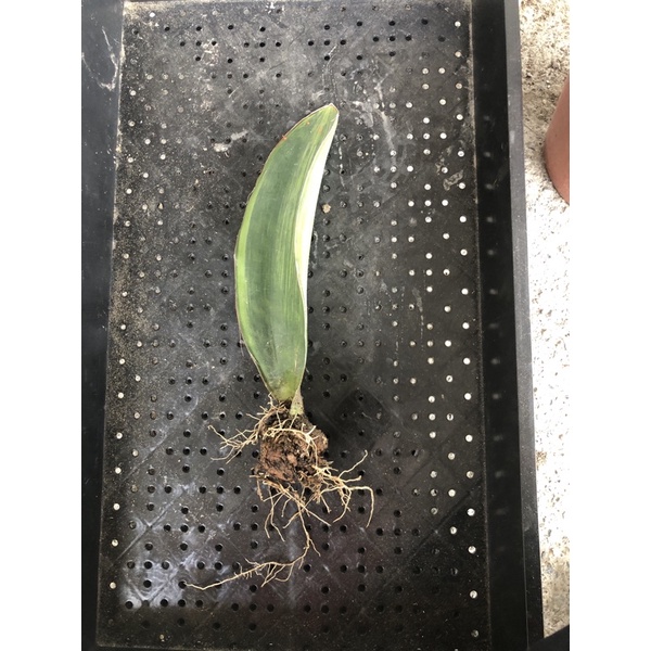 日光倉庫 寶扇錦虎尾蘭多肉植物 蝦皮購物