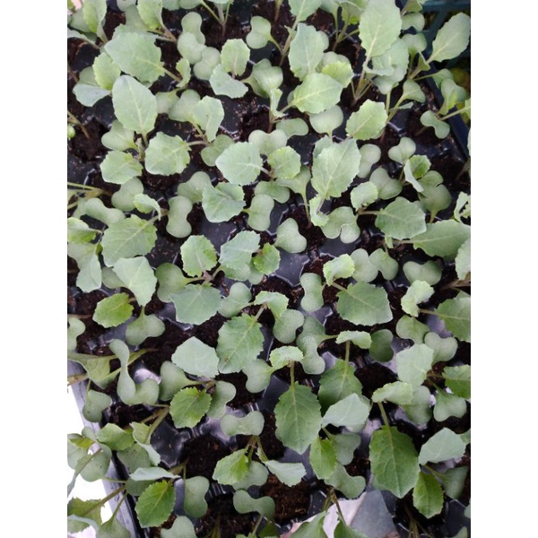 蔬菜苗菜苗青花菜白花菜花椰菜紫色花椰菜8株一組 蝦皮購物