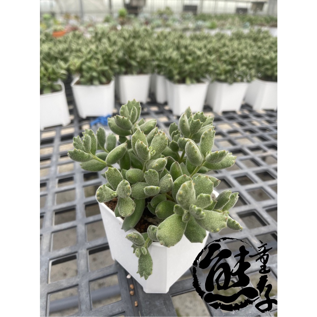 多肉植物熊童子 子貓熊童子子貓之爪多肉植物4吋盆穩根含盆寄送 蝦皮購物