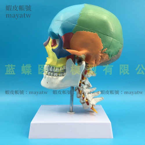 (MD-B_0615)彩色 人體頭顱骨模型 頭骨色性分離模型 1：1仿真頭骨帶頸椎模型