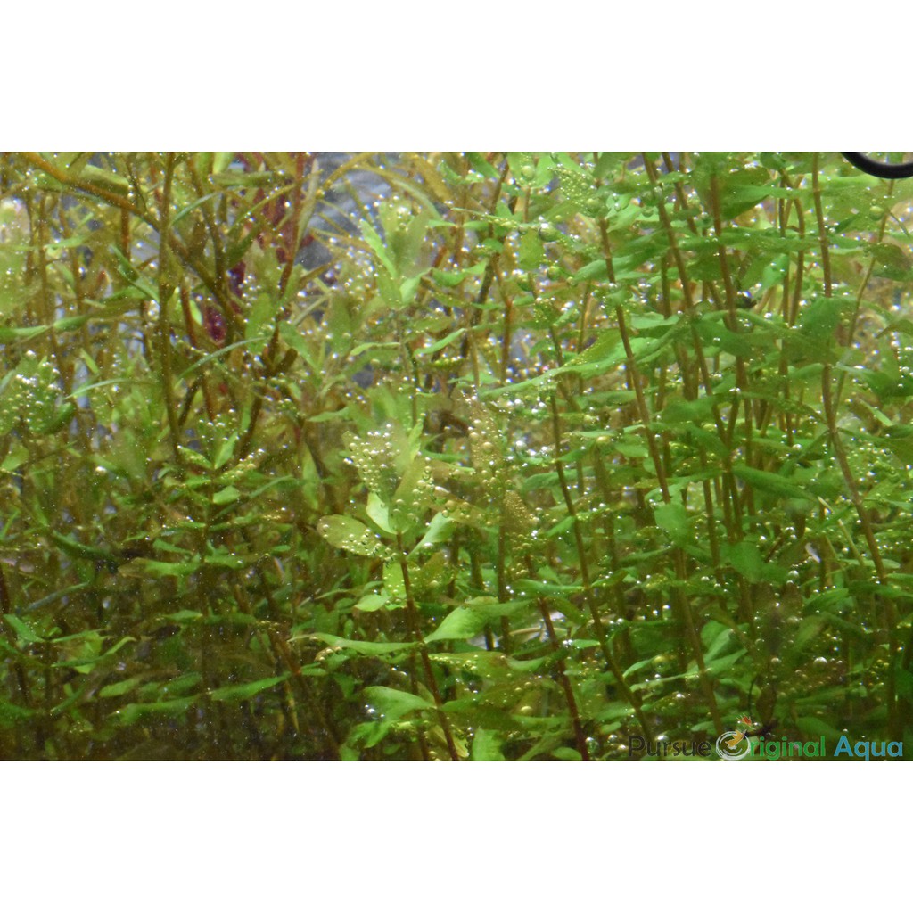 Pursue Original Aqua Poa青蝴蝶 下標前請先聊聊了解貨況 蝦皮購物