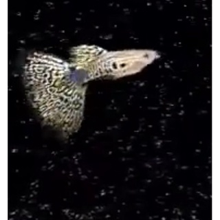 大型珍怪魚之脂鯉 大型魚 恐龍 小型魚 鼠魚 異型 蝦皮購物
