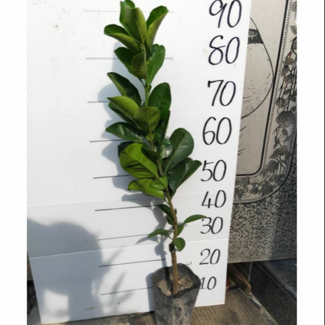西施蜜柚西施柚柚子水果苗嫁接苗批發零售 新品水果苗 蝦皮購物