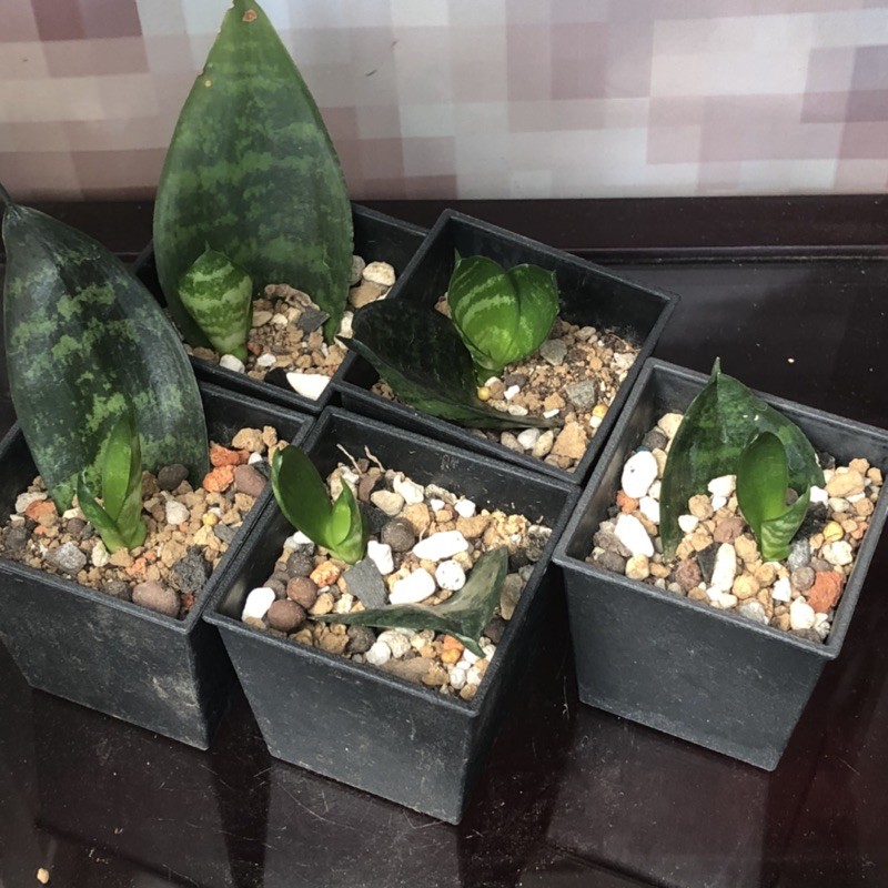 Y53 短葉虎尾蘭 葉孵芽 熊多肉植物5 23 蝦皮購物