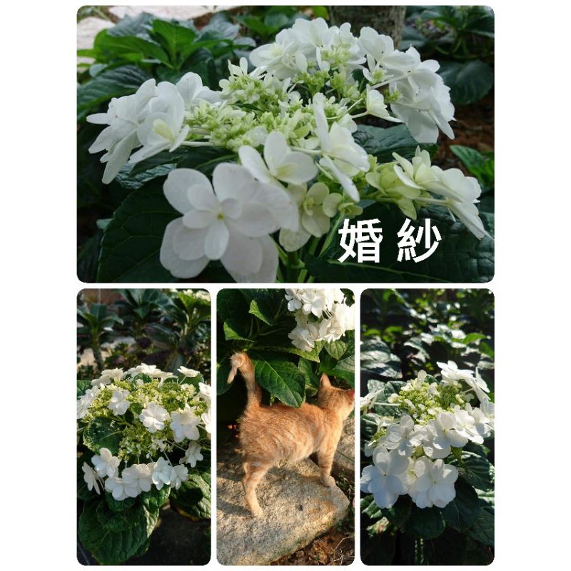 紫陽花 繡球花 婚紗 蝦皮購物