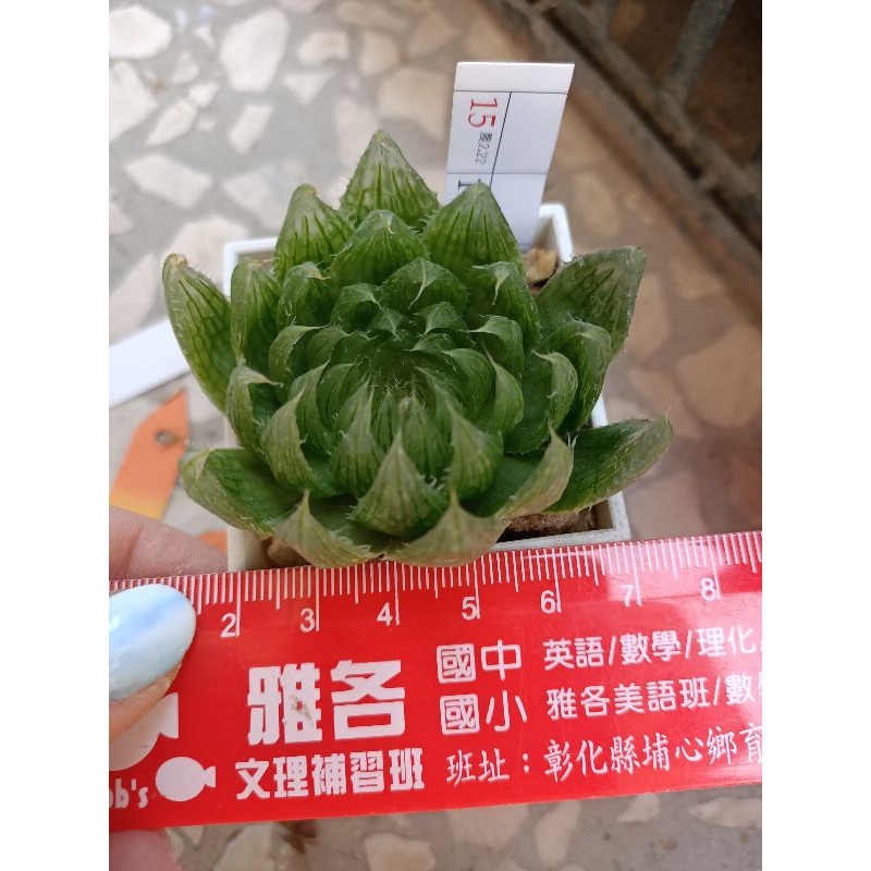 多肉植物玉露類代號9 蝦皮購物