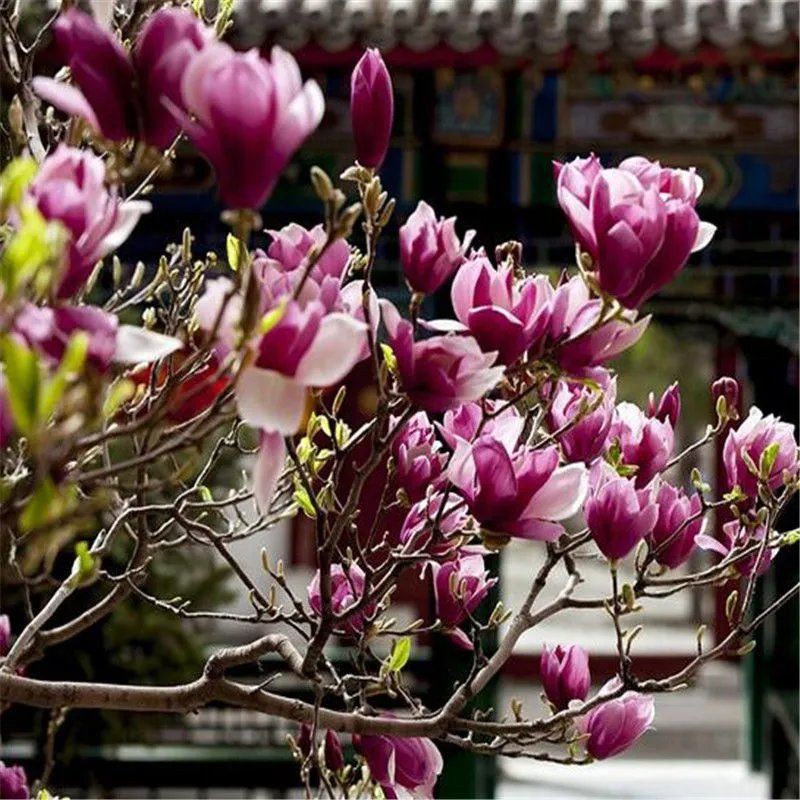 蘭花種子ptt與dcard推薦網拍商品 22年1月 飛比價格