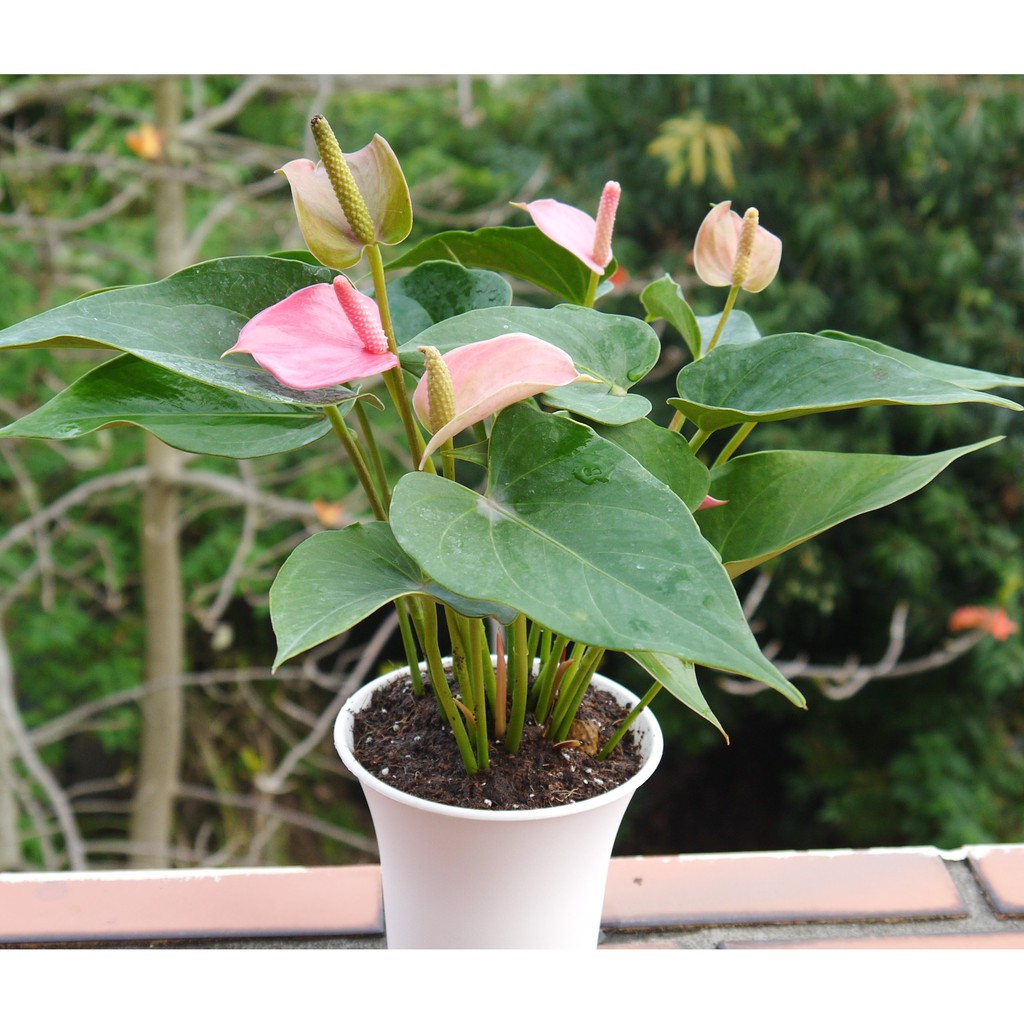 火鶴 4寸 四季開花 花期長 室內清淨空氣盆栽 室內植物室內開花植物 花樣渼栽盆栽生活館 蝦皮購物