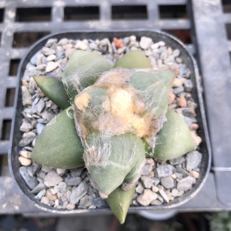 多肉植物仙人掌趾疣花牡丹實生 蝦皮購物