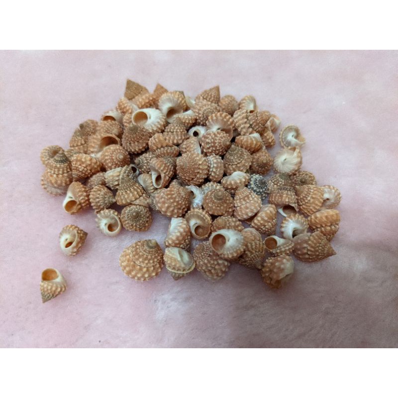 💫貝殼坊 💫天然貝殼 紅玉黍螺（一包）⭐約10顆