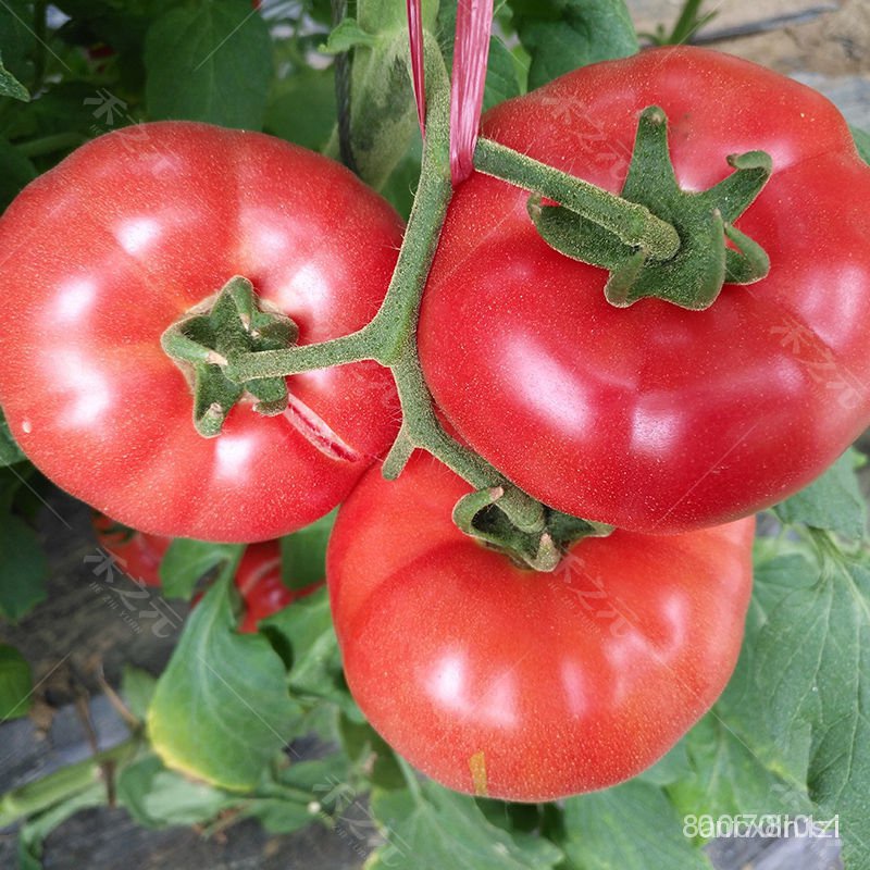 沙瓢大粉番茄種子 大粉西紅柿種子  大紅168番茄種子 四號無限生長型  家庭庭院盆栽蔬菜  果大商品性強 蔬菜種子