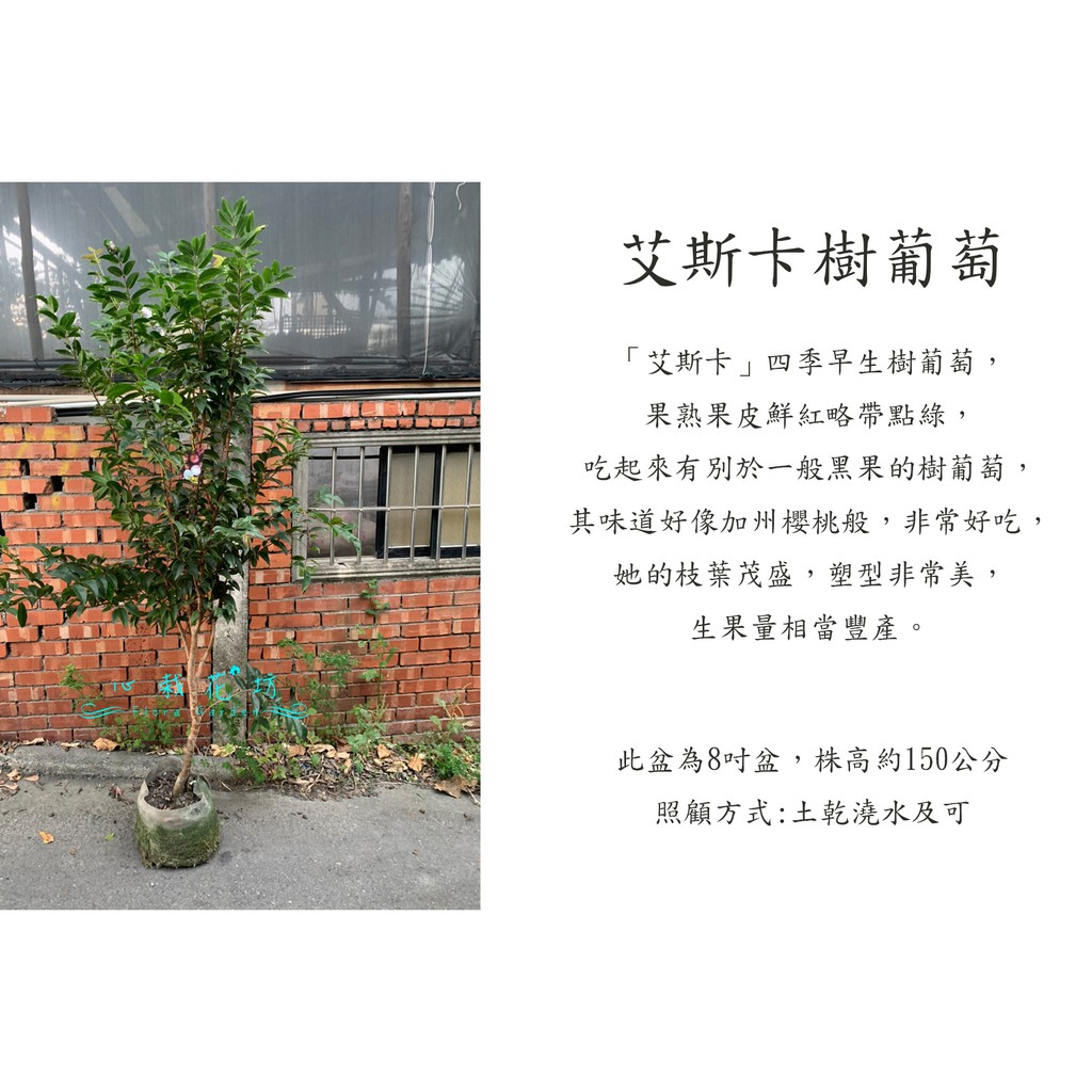 心栽花坊-艾斯卡樹葡萄/奧斯卡/大星紅/四季樹葡萄/樹葡萄品種/嫁接苗/水果苗/售價2000特價1700