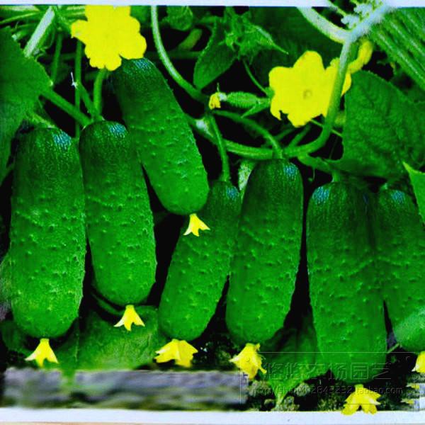 當天發貨 水果黃瓜無架小黃瓜種子清甜爽脆 99%發芽 奶油黃瓜種子 發芽率高達95% 耐寒耐旱易養活 四季播種 有機