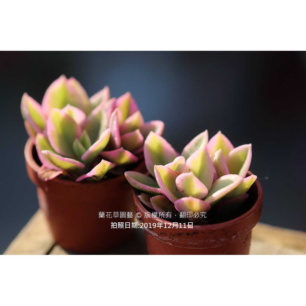 1吋迷你盆 心葉冰花錦 太陽玫瑰 花蔓草 番杏科多肉植物 蘭花草園藝 蝦皮購物