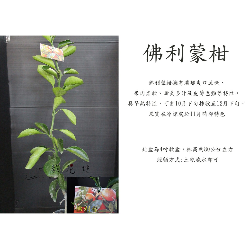 心栽花坊 佛利蒙柑 佛利檬 柑橘類 嫁接苗 水果苗 售價180特價150 蝦皮購物