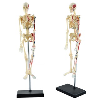 4D Master益智拼裝玩具骨架人體器官解剖模型醫學教學DIY科普用具