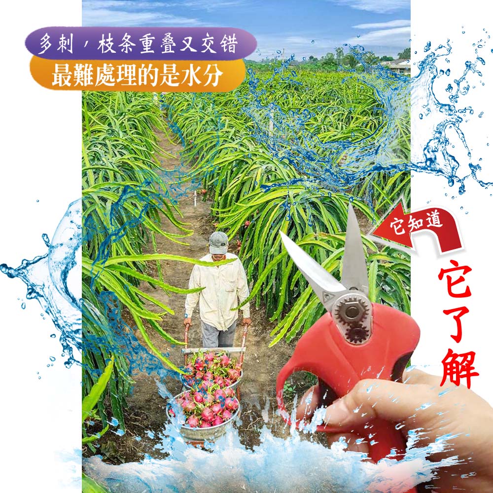 火龍果電動剪枝機｜電剪｜修剪｜修枝｜果樹修枝｜鏈鋸