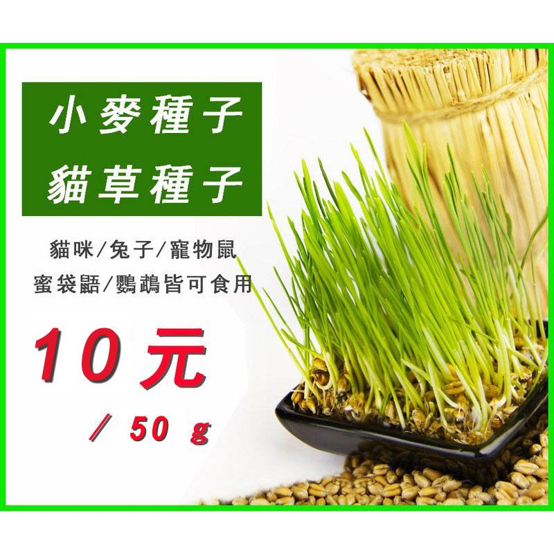 小麥草種子50g 小麥種子貓草 小麥草 貓草種子 化毛貓草 貓咪 兔子 寵物鼠 鸚鵡皆可食用 蝦皮購物