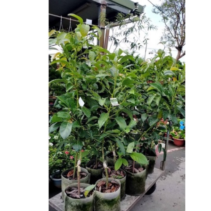 方方園藝-哈斯酪梨大特價成樹3年苗一棵1400元