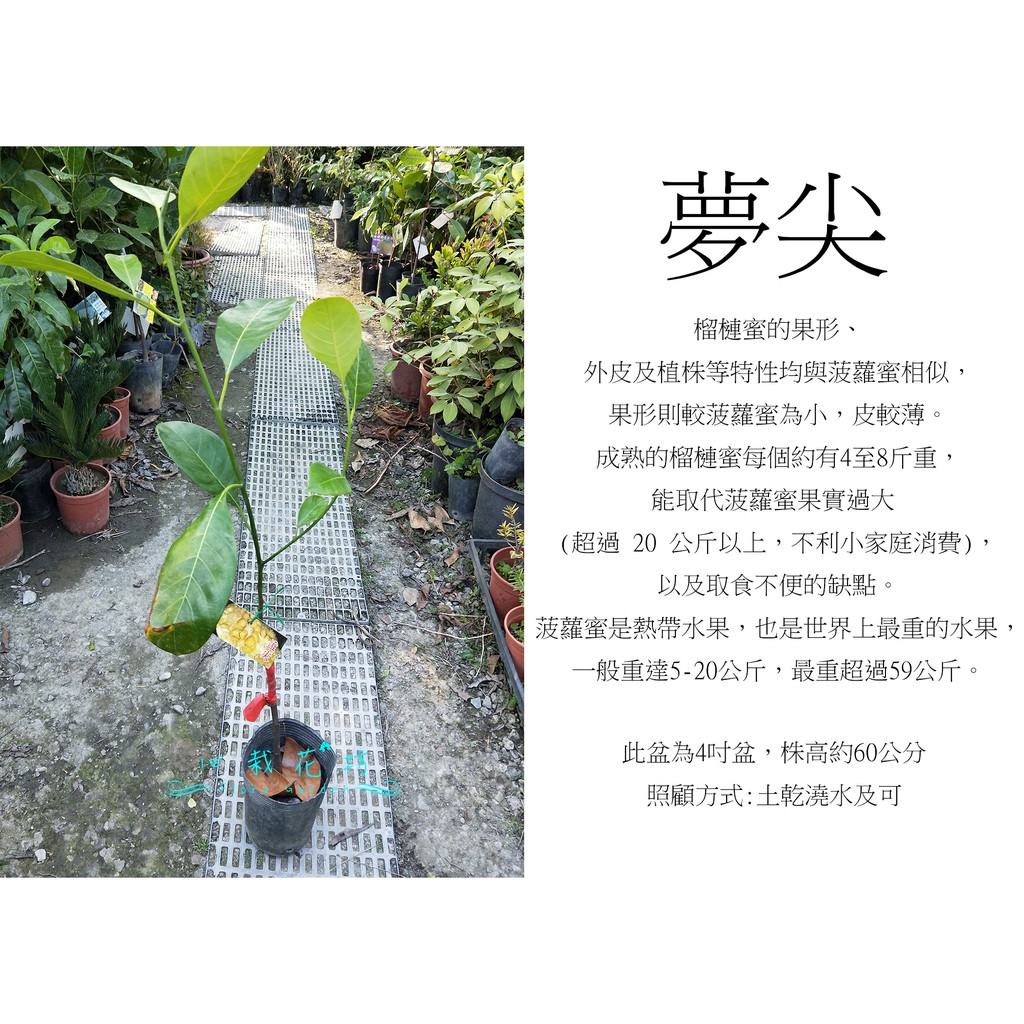 心栽花坊-夢尖榴槤蜜/水果苗/榴槤蜜品種/嫁接苗/售價600特價500