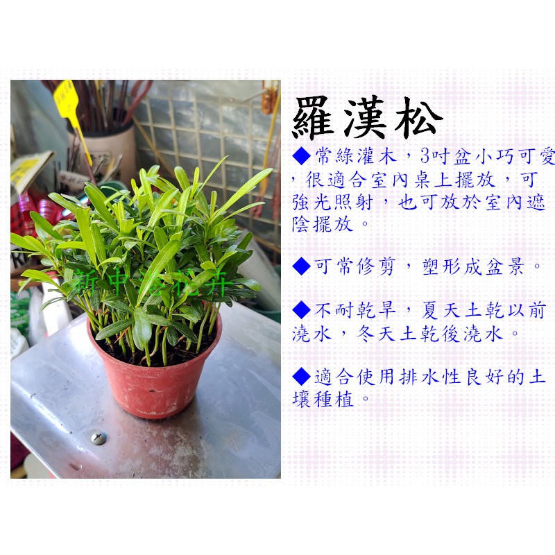 羅漢松-室內觀葉【新中港花卉】3吋、小品、綠化、擺放、植物、羅漢杉、長青羅漢杉、土杉、金錢松、仙柏、羅漢柏、江南柏