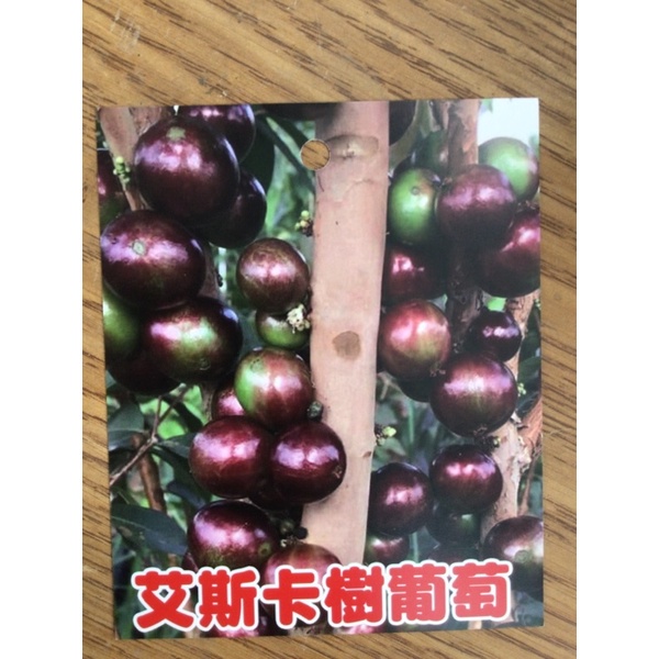 卉迎園藝 艾斯卡樹葡萄實生苗高度70公分/水果樹苗/新興果樹