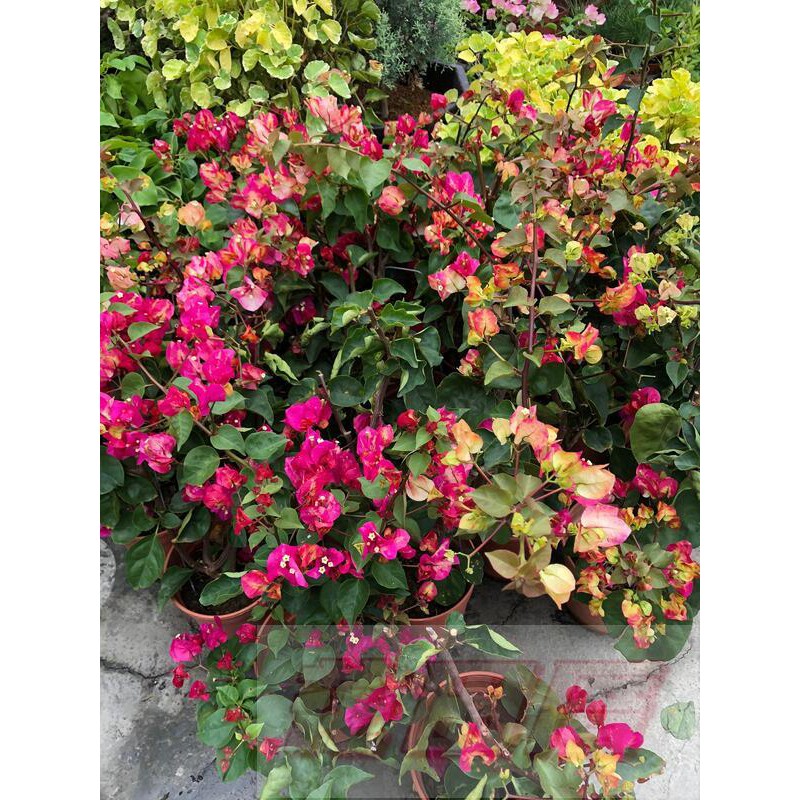 花田厝_綠籬植物--_畫報 九重葛_--(共有2組規格)-花豹新品上市 花色豐富