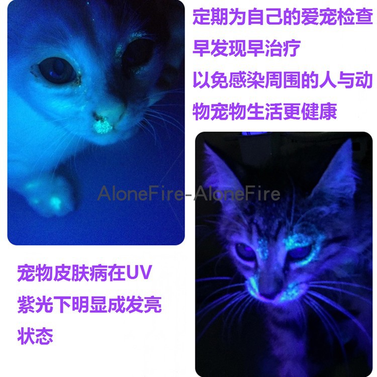 酒店精液檢測寵物尿液檢測5w 貓蘚熒光劑真菌檢測燈二代紫光手電筒紫外線手電筒 蝦皮購物
