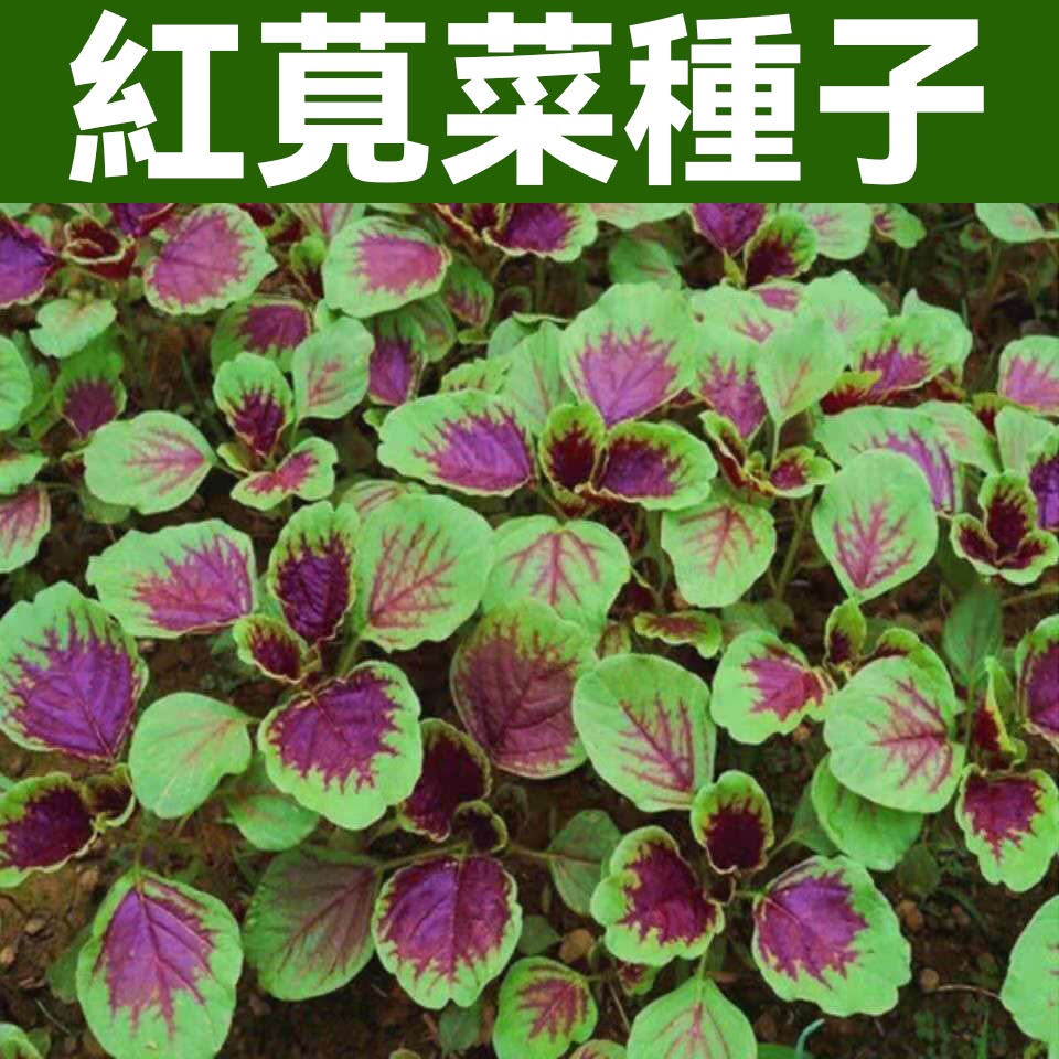 紅莧菜種子 青莧菜種子 莧菜種子 四季播陽臺盆栽蔬菜籽 蔬菜種子