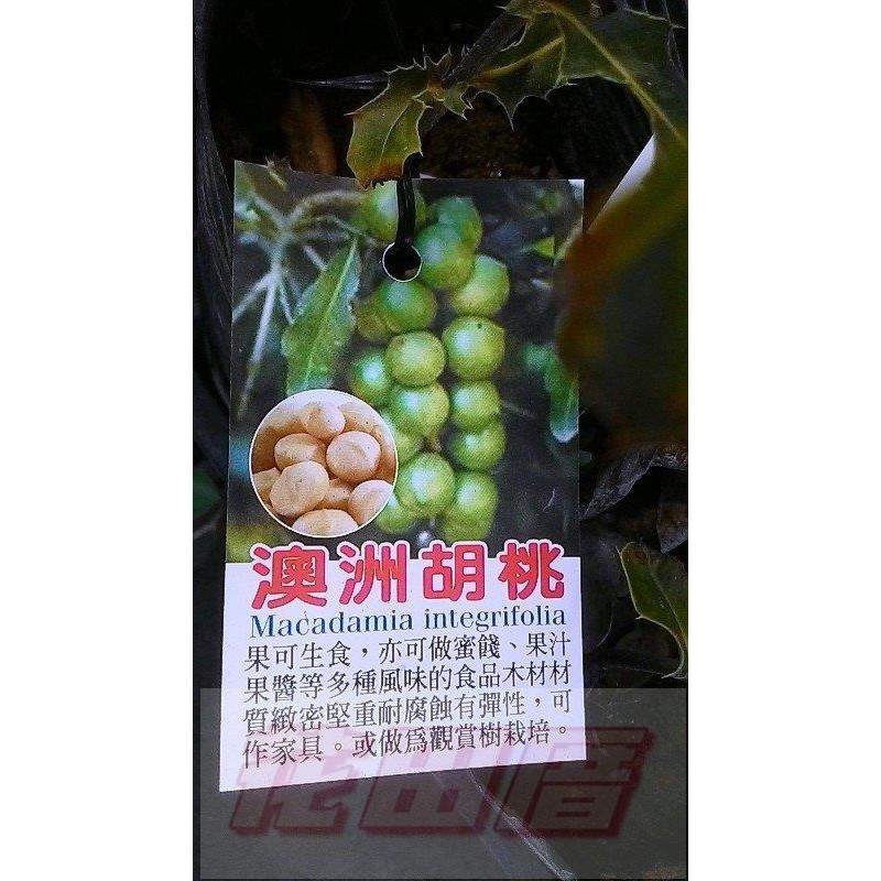 花田厝-水果苗-- 澳洲胡桃 (夏威夷火山豆) (嫁接苗)--香脆可口4.5吋盆高30-60cm(超取會折彎)
