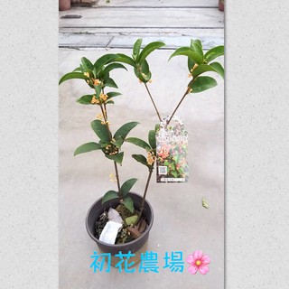 仁誠五金 附發票chikamasa 近正剪定鋏皮套子日本製cs Ps8 本職園芸用本革正皮御剪定花剪刀套子 蝦皮購物