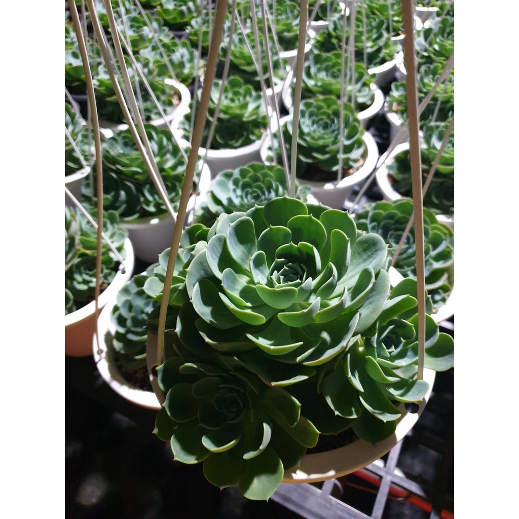 七福神老欉的價格推薦 21年7月 比價比個夠biggo