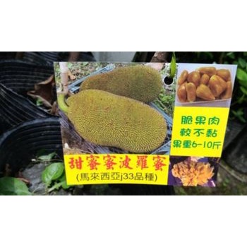 **小農之家** j甜蜜蜜 波羅蜜JACK FRUIT脆肉 果重6-10KG波羅蜜 嫁接苗 高約50-60CM