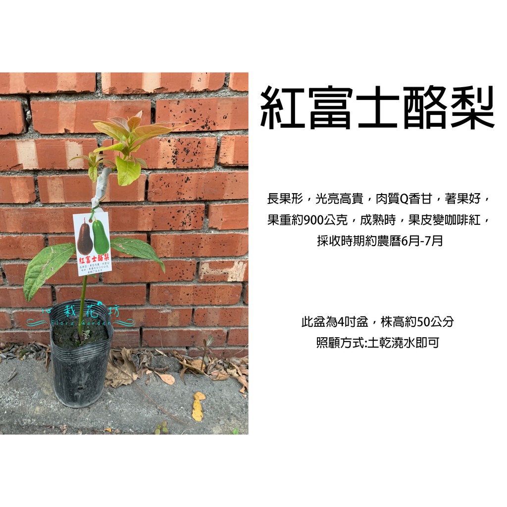 心栽花坊 紅富士酪梨 4吋 嫁接苗 水果苗 酪梨品種 售價360特價300 蝦皮購物