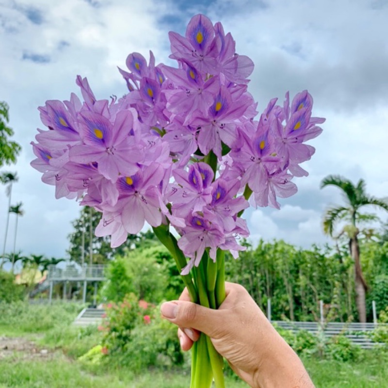 「 珍奇植物 」水生植物 迷你布袋蓮 園藝 雨林植物  花園 菜 花