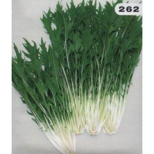 大包裝蔬菜種子l157 早生京水菜 全年可種植 以春天到秋天種植生長最好 分枝性非常強 生育旺盛 栽培容易 蝦皮購物
