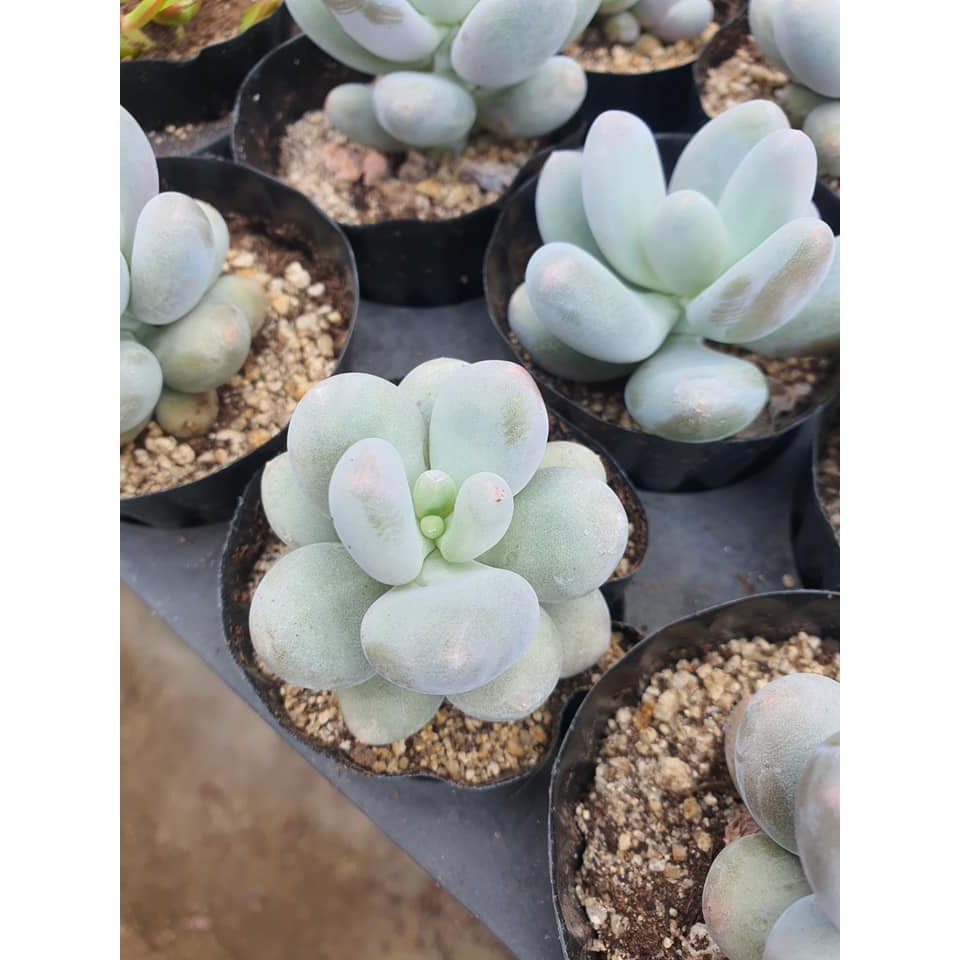 月美人無根品裸株出貨單頭約3吋大小多肉植物多肉韓國韓肉 蝦皮購物