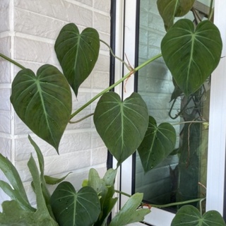 🍃🌸霍特盛典🌺🍀黑金蔓綠絨-觀葉植物/居家佈置(3寸)